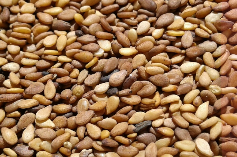 کنجد با پوست 0